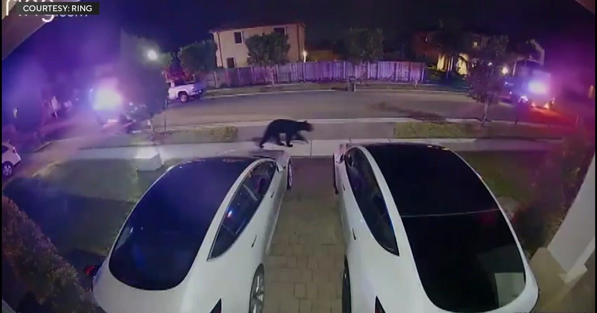 Bear viewed roaming around Homestead captured, ‘relocated,’ state wildlife officers say Bear viewed roaming around Homestead captured, ‘relocated,’ state wildlife officers say