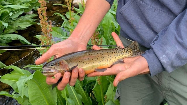 reservoir-cutthroat-1-trout-file-photo-from-cpw.jpg 