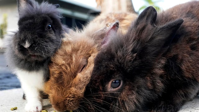 Florida community hopping with dozens of rabbits in need of rescue