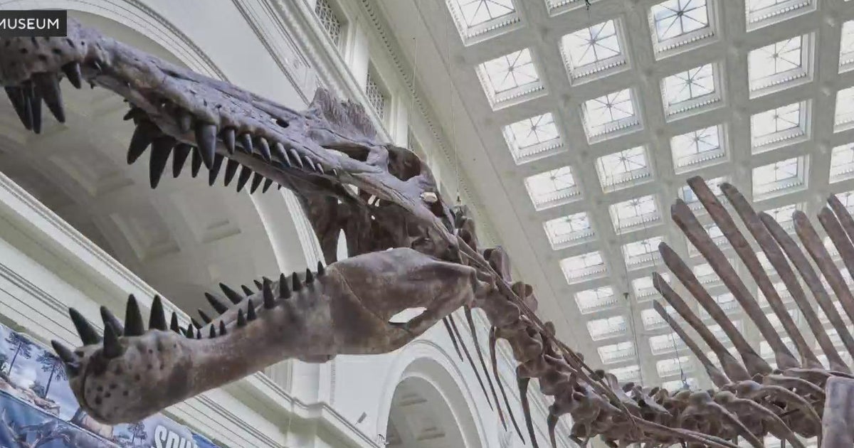 You can help name the Field Museum's new spinosaurus CBS Chicago