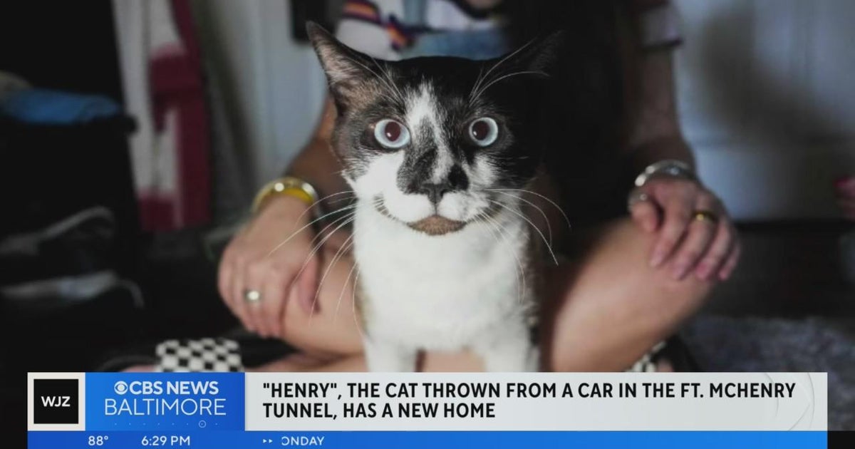 Cat thrown out of car at Fort McHenry Tunnel has a new life, adopted by