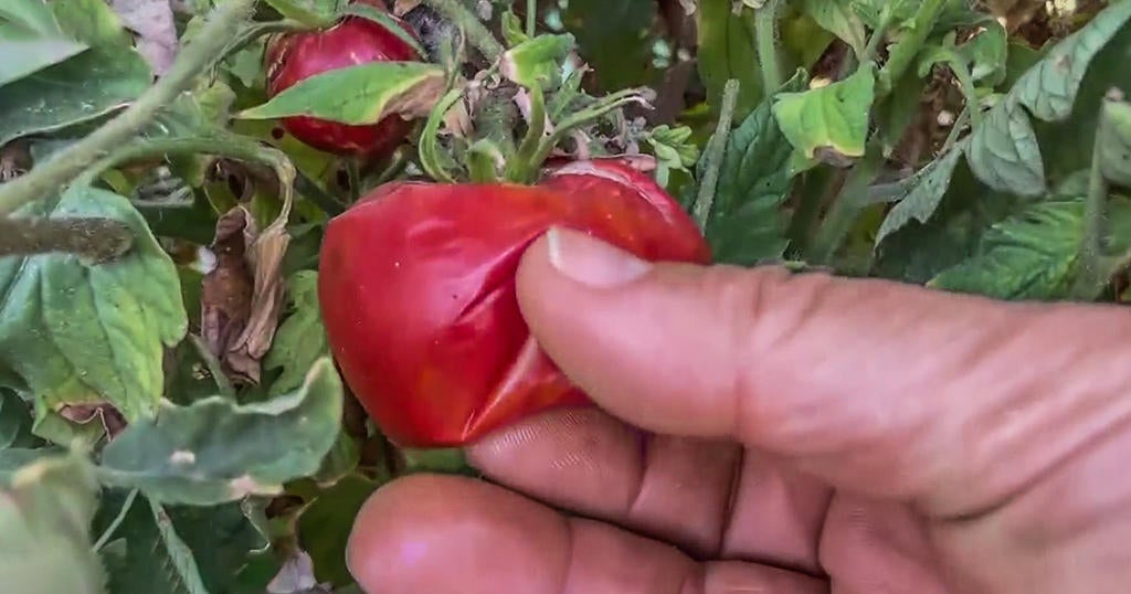 Extreme weather raises risk for California tomato growers Extreme weather raises risk for California tomato growers
