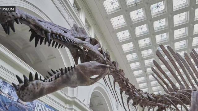 field-museum-spinosaurus.jpg 