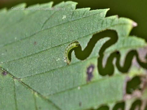 elm-zigzag-sawfly-00-00-50-00-still001.jpg 