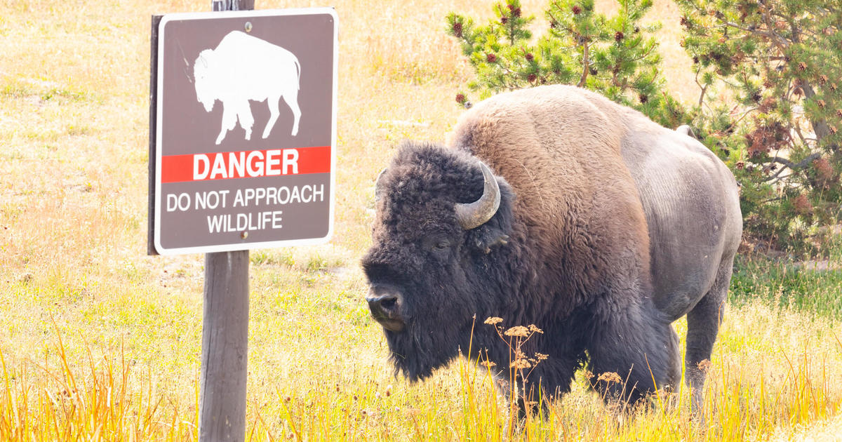 Bison gores woman at Yellowstone National Park
