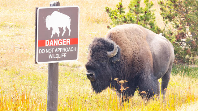 bison.jpg 