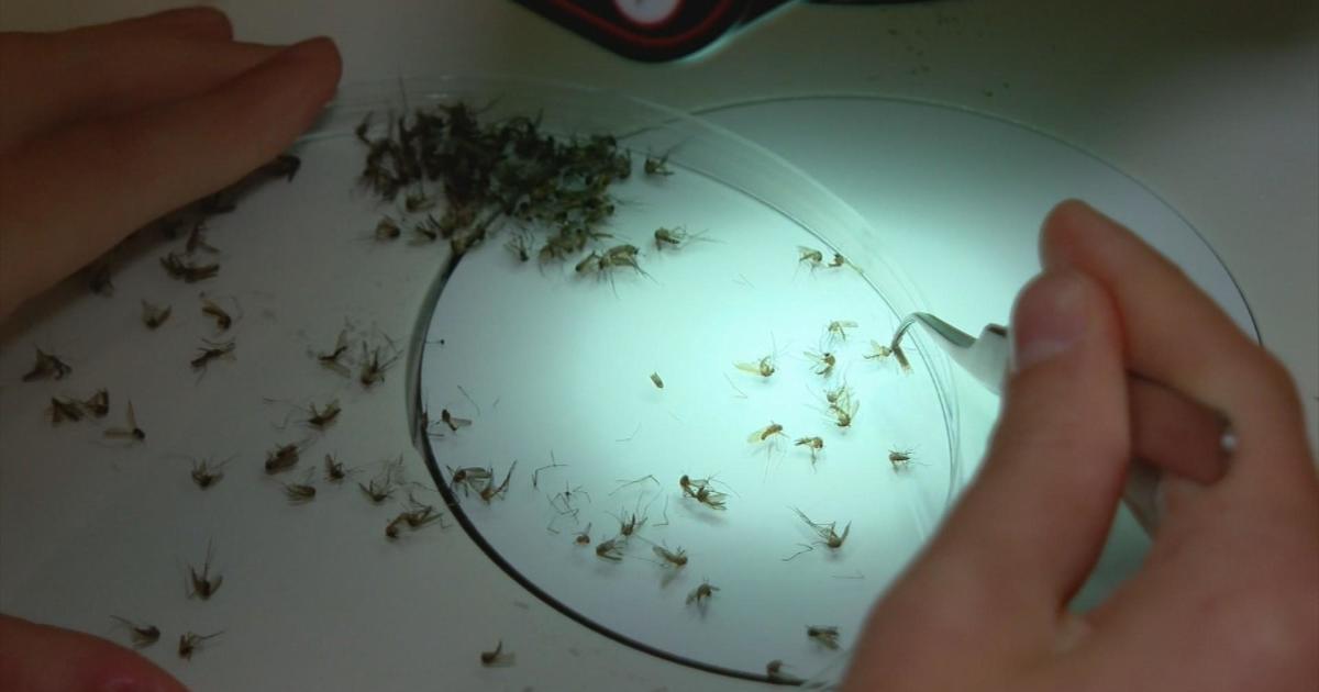 Massachusetts mosquito population expected to increase after heavy rain