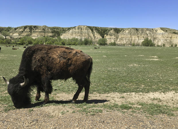 National Park Bison Attack-North Dakota 