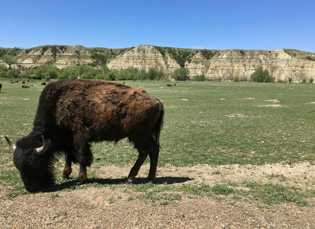 National Park Bison Attack-North Dakota