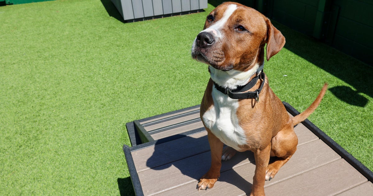 PAWS Pet of the Week Willan PAWS Pet of the Week Willan