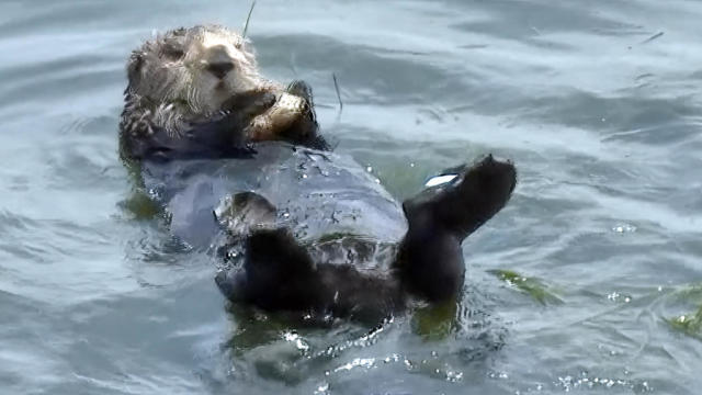 California Sea Otter 