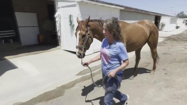 A horse trainer in a blue t-shirt leads a horse to its stable. 