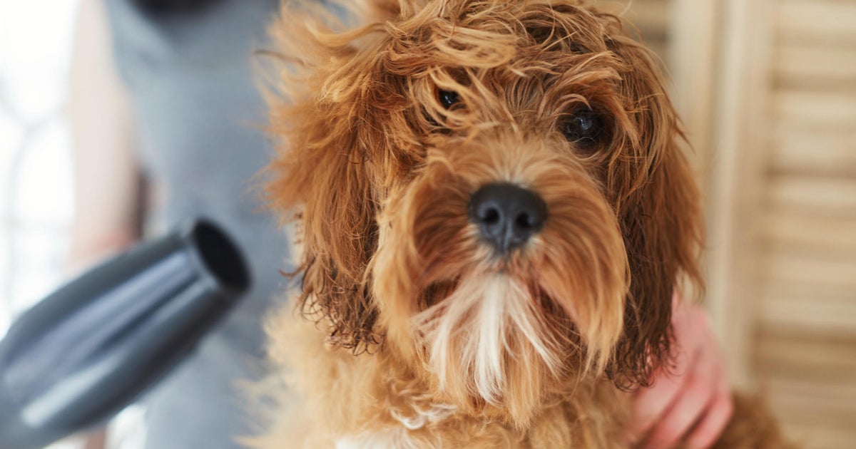 Beautiful view of 13 Best Low Maintenance Small Dogs