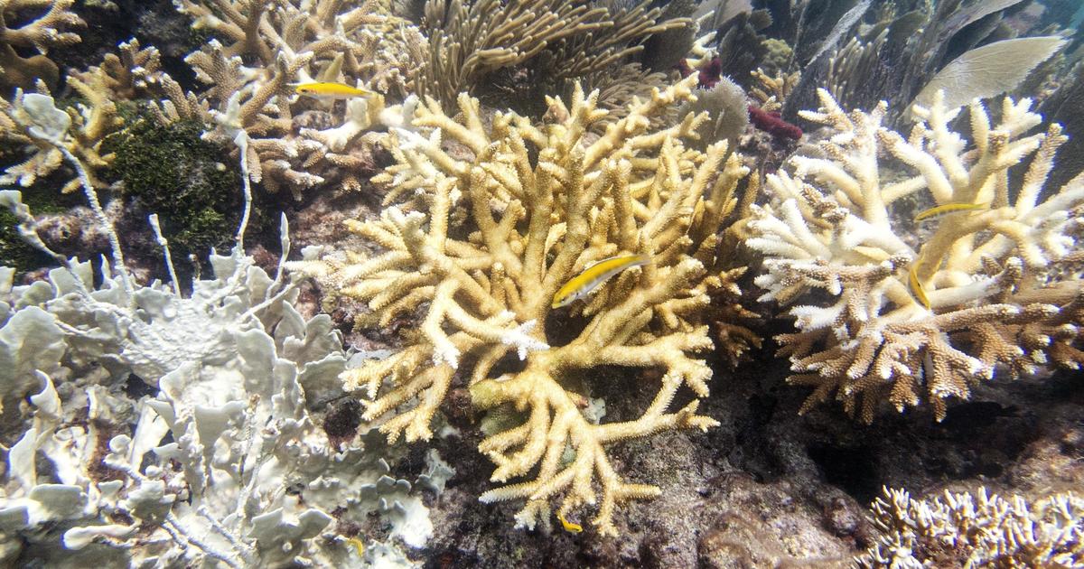 Florida Keys coral reefs are bleaching as drinking water temperatures hit report highs