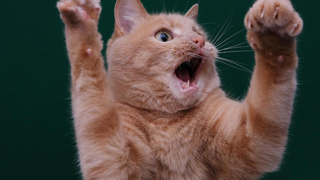 cat with its front paws raised up and mouth open. 
