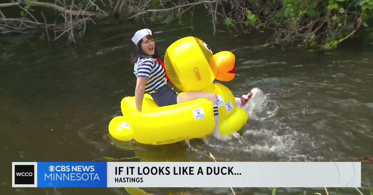 Inflatable Ducks Make Big Splash At Rivertown Days In Hastings   CBS