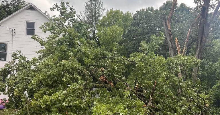 We are all very lucky to be alive Tree falls on 7yearolds birthday party in Elk River
