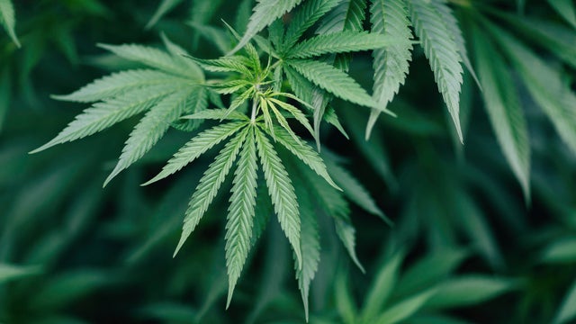 Close-up of marijuana plant growing outdoors