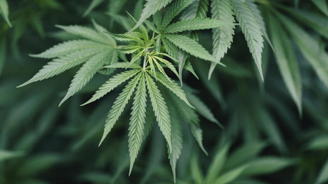 Close-up of marijuana plant growing outdoors 