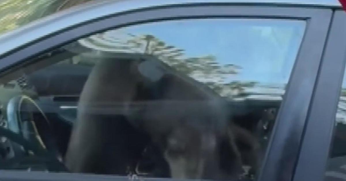 Observe: Bear will get trapped in automobile in South Lake Tahoe