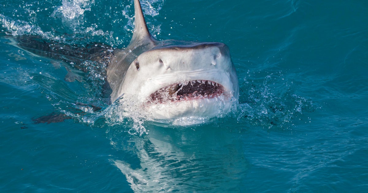 Unprecedented ocean warmth is transforming the way sharks eat, breathe and behave Unprecedented ocean warmth is transforming the way sharks eat, breathe and behave