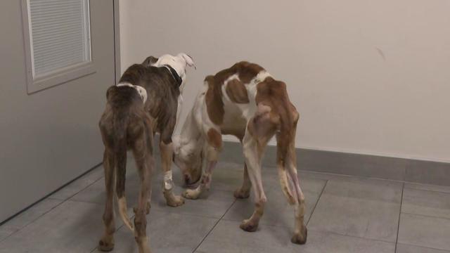 Two malnourished pit bulls walk around a small room at a vet clinic. 