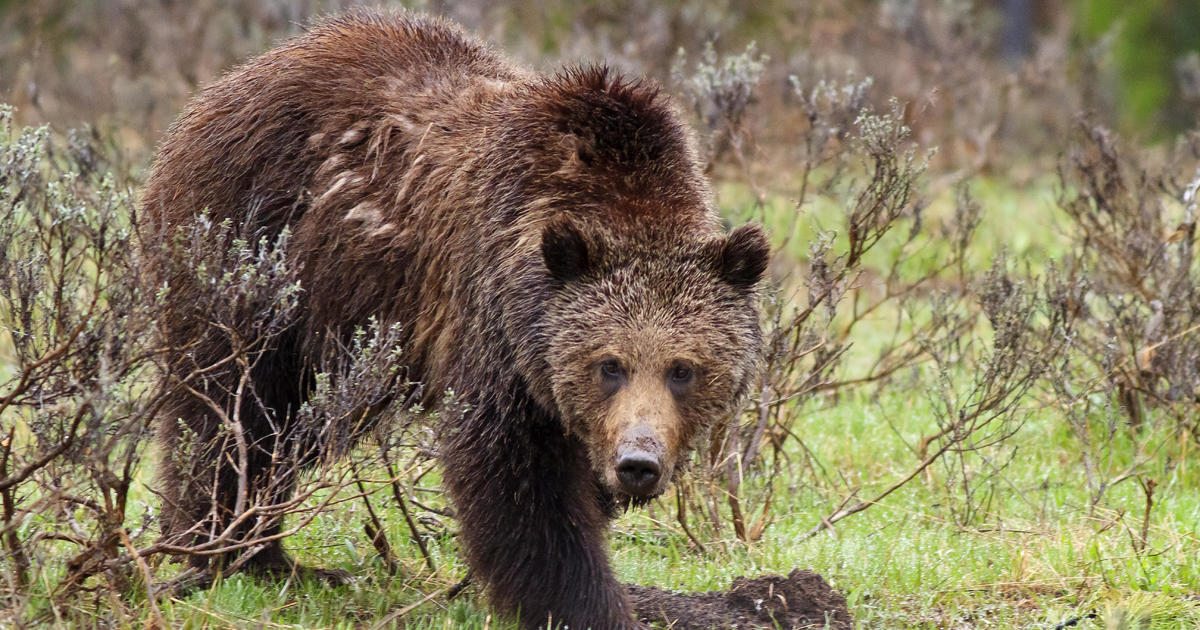 Паркът в Монтана е частично затворен, тъй като властите издирват мечка гризли, която е наранила ловеца