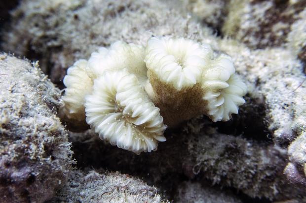 This photo provided by the University of Miami Coral Reef Futures Lab shows a bleached flower coral (Eusmilia fastigiata) on July 20, 2023, in the North Dry Rocks Reef off the coast of Key Largo, Florida. 
