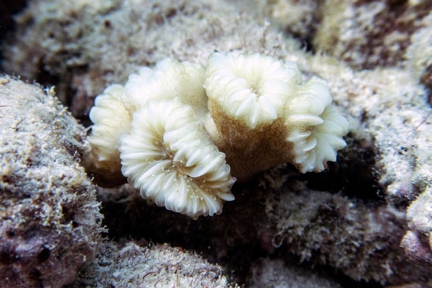 This photo provided by the University of Miami Coral Reef Futures Lab shows a bleached flower coral (Eusmilia fastigiata) on July 20, 2023, in the North Dry Rocks Reef off the coast of Key Largo, Florida.