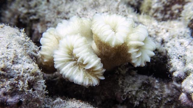 Coral Bleaching Florida 