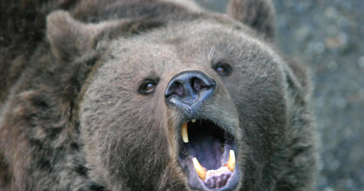 Woman found dead in apparent bear attack near Yellowstone Park in Montana