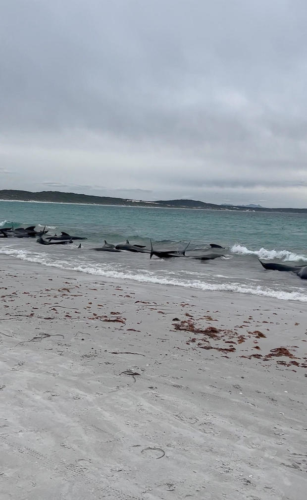 พบวาฬหลายสิบตัวเกยตื้นที่หาด Cheynes ของออสเตรเลีย 