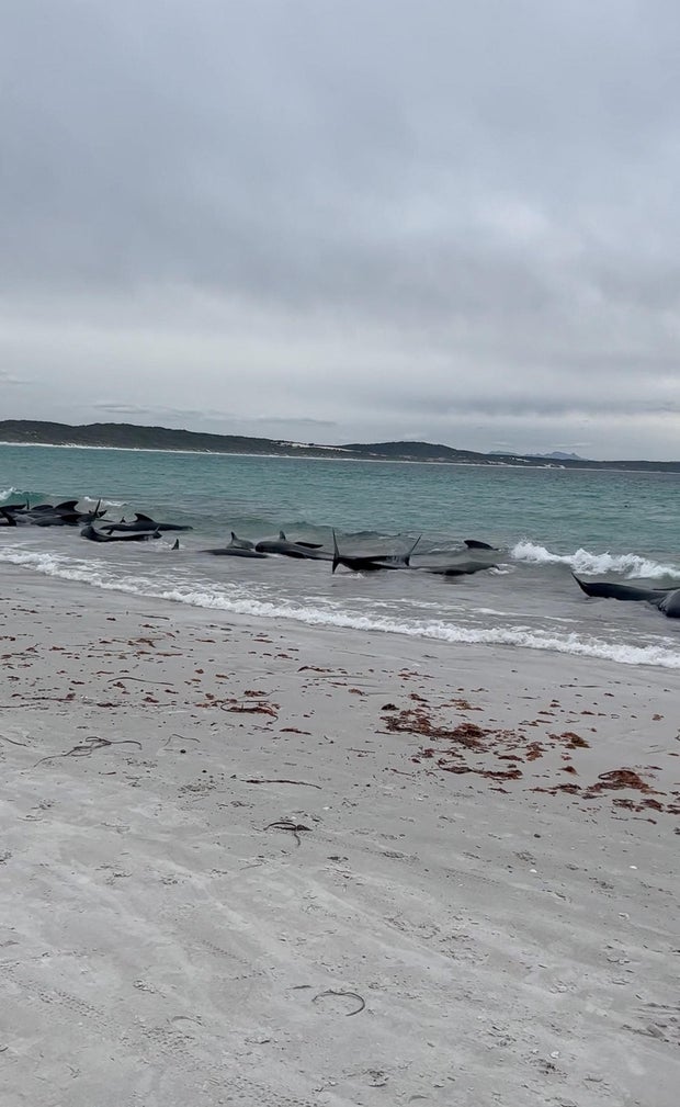 51 pilot whales die in Australia as officials race to save dozens of others in mass stranding