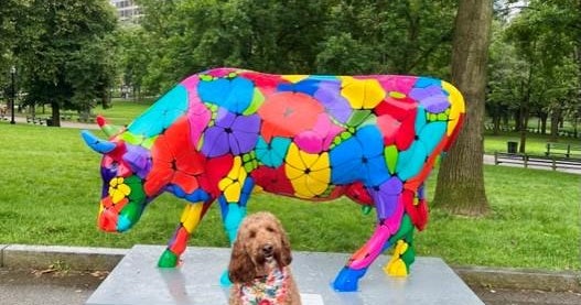 Melrose woman and her dog complete Jimmy Fund cow parade photo journey on National Dog Day Melrose woman and her dog complete Jimmy Fund cow parade photo journey on National Dog Day