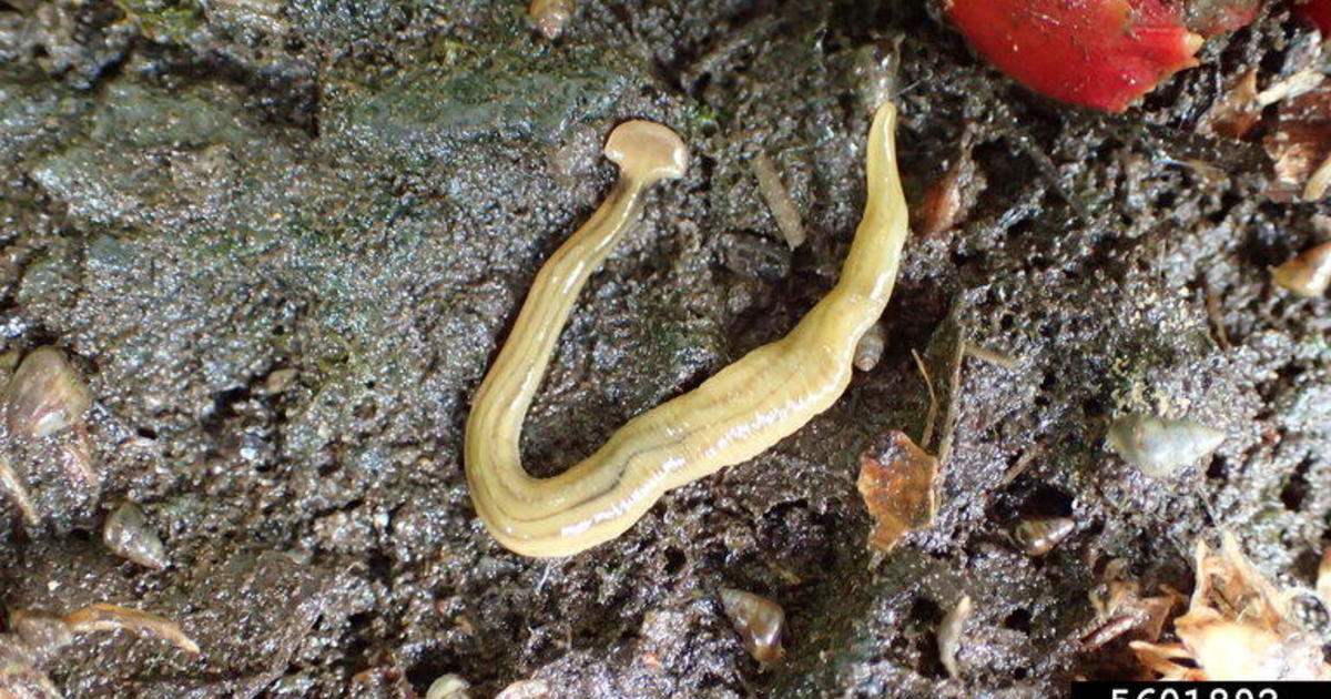 Experts warn invasive hammerhead worms secrete nasty toxin and