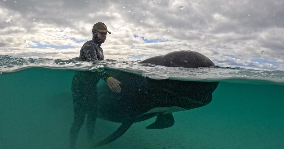 Last of nearly 100 pilot whales stranded on Australia beach are euthanized after getting rescued – then re-stranded