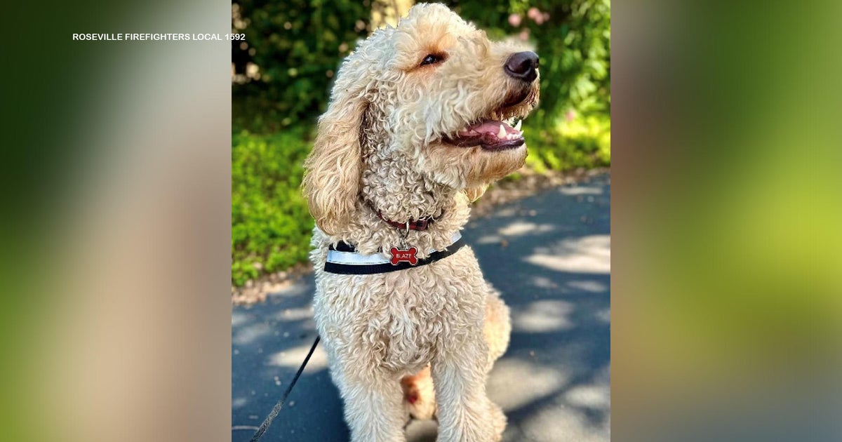 Roseville firefighters get specially trained therapy dog named Blaze