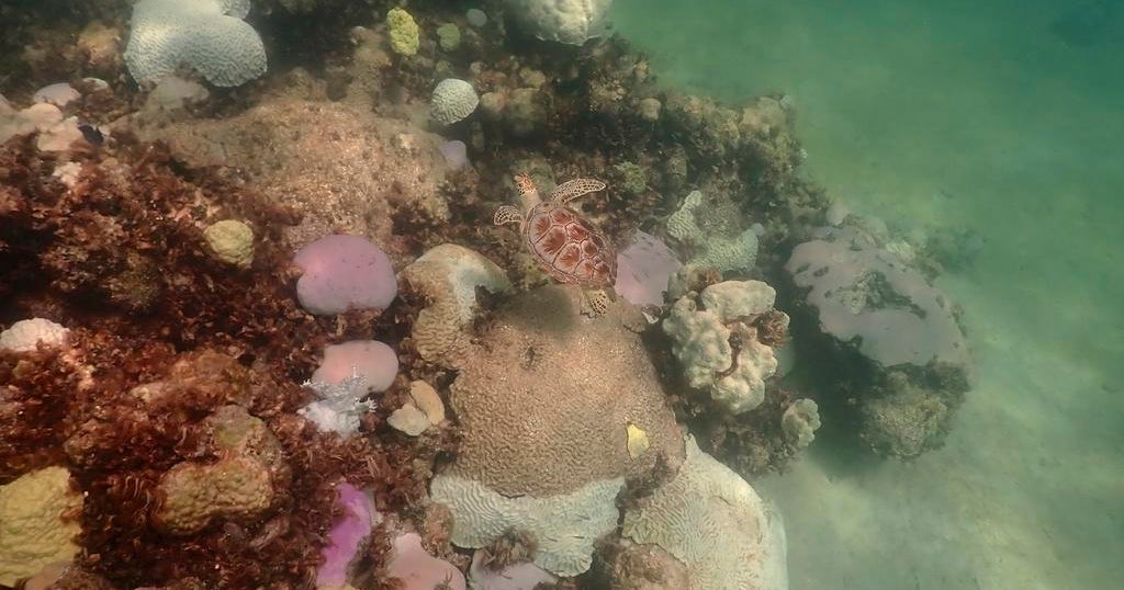 South Florida waters hit sizzling tub level and may perhaps have set globe record for warmest seawater South Florida waters hit sizzling tub level and may perhaps have set globe record for warmest seawater
