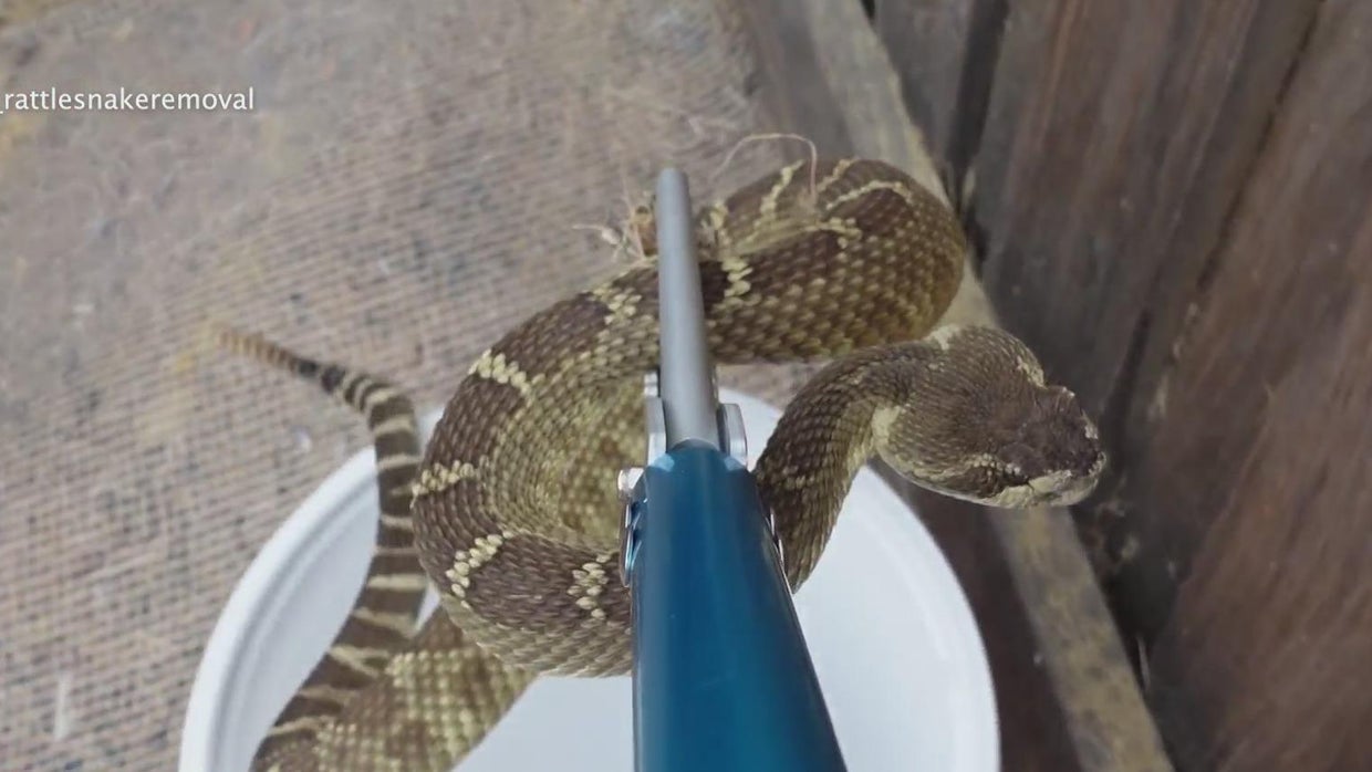 Rattlesnake catchers seeing more business as summer days warm up - CBS ...