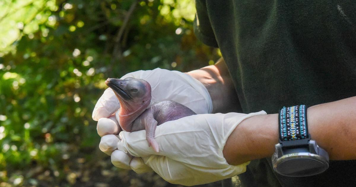 Special chick, Northern Ground Hornbill hatched at Maryland Zoo