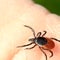 Growing number of meat allergy cases linked to tick bites, CDC warns