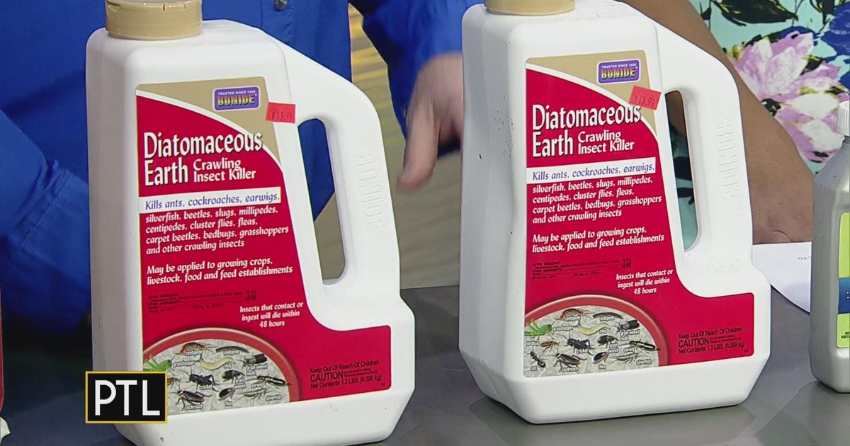 Some ways to be rid of spotted lanternflies - CBS Pittsburgh