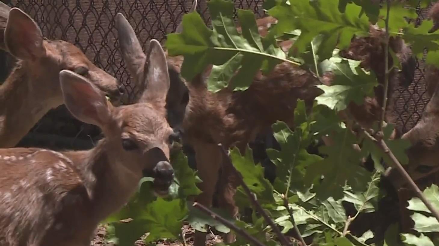 Volunteers needed to care for orphaned and injured fawns - CBS Sacramento