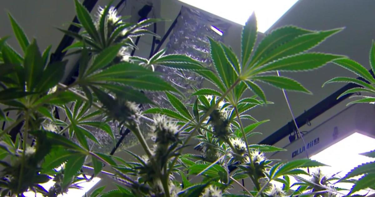 Marijuana Legalization Question Will Be On Ohio's Fall Ballot - CBS ...