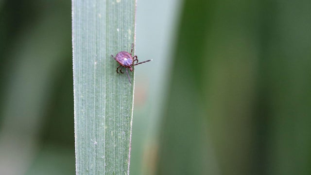 Lone star tick 