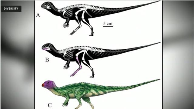 This dinosaur last walked the earth 150 million years ago. Scientists unearthed it in Thailand.