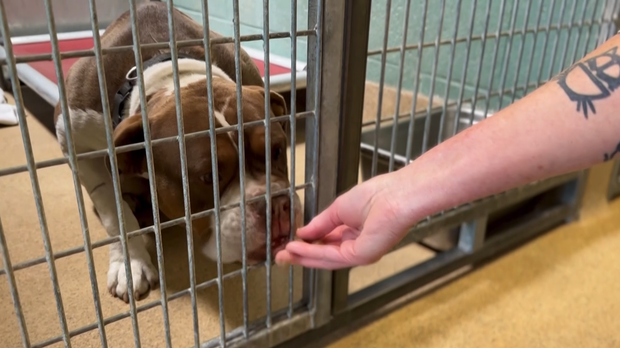 oakland-animal-shelter-072823.png