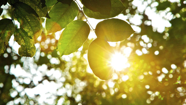 Sunlight beaming through tree leaves 
