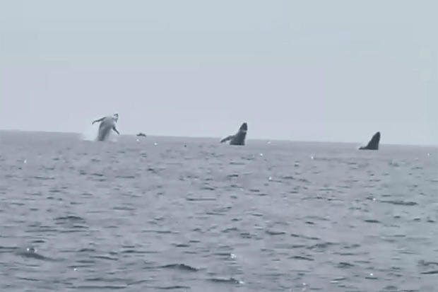 Whales Triple Breach 