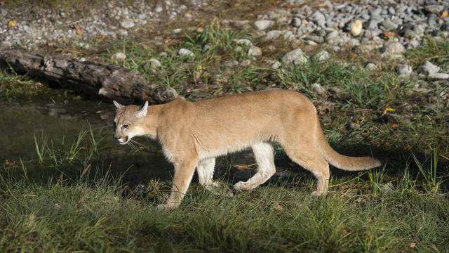 Young cougar (captive), Montana, United States 